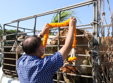 ร่วมเป็นเกียรติในพิธีมอบกรรมสิทธิ์และไถ่ชีวิตโค-กระบือ ... พารามิเตอร์รูปภาพ 1