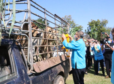 ร่วมเป็นเกียรติในพิธีมอบกรรมสิทธิ์และไถ่ชีวิตโค-กระบือ ... พารามิเตอร์รูปภาพ 3