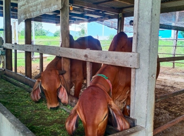 การดำเนินงานตามโครงการแก้ไขปัญหาหนี้และพัฒนาคุณภาพชีวิตของสมาชิกสหกรณ์และกลุ่มเกษตรกร ปี 2566 แล ะ67 ของสหกรณ์ในจังหวัดชัยนาท ... พารามิเตอร์รูปภาพ 10