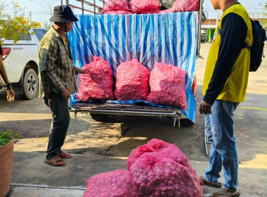 ร่วมกระจายผลผลิตหอมแดงจากเกษตรกรชาวจังหวัดศรีสะเกษ ... พารามิเตอร์รูปภาพ 2